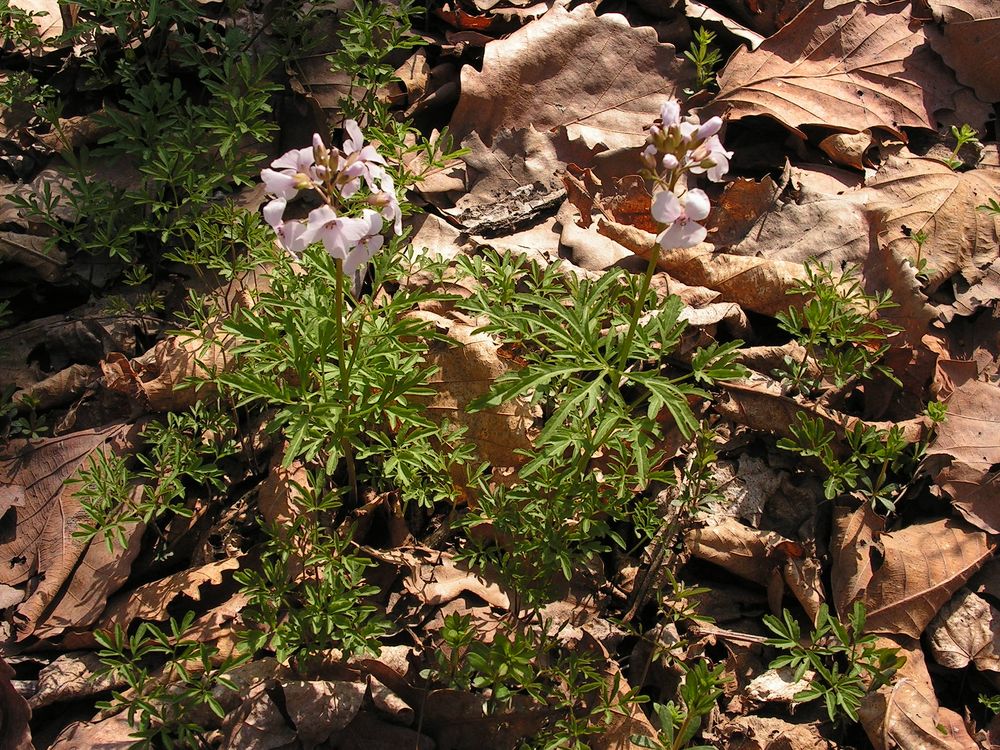 Image of Cardamine trifida specimen.