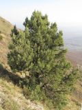 Juniperus excelsa. Взрослое дерево на горном склоне. Краснодарский край, Абинский р-н, окр. ст. Эриванская, гора Шизе. 02.11.2013.