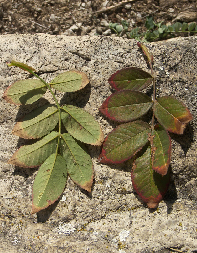 Image of Rosa afzeliana specimen.