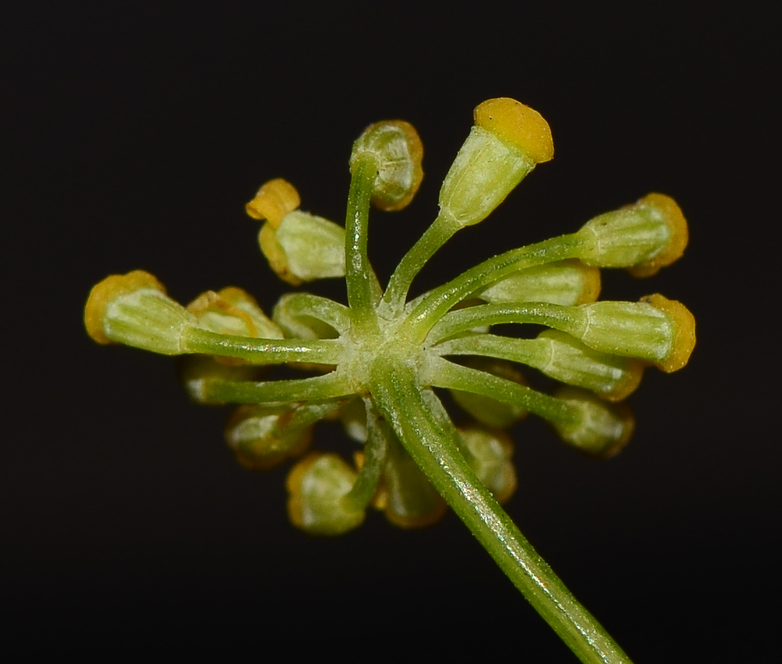 Image of Foeniculum vulgare specimen.