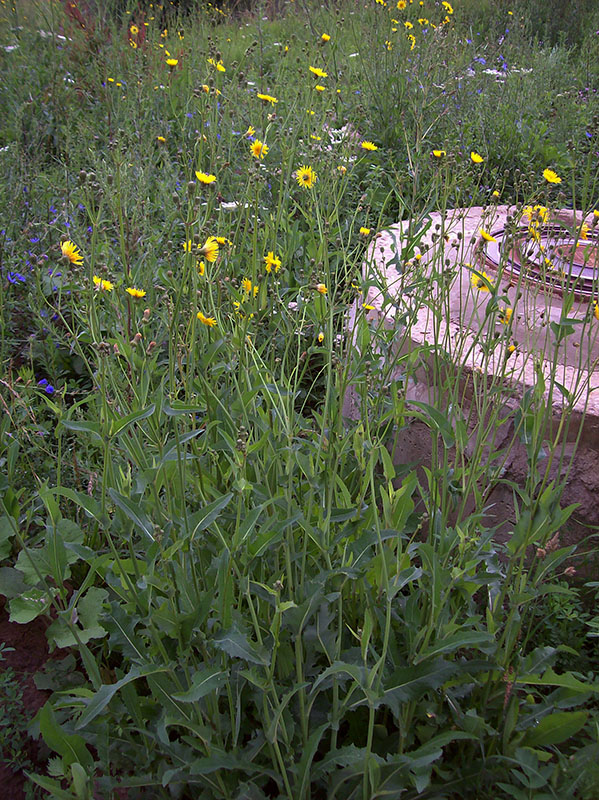 Image of Sonchus arvensis ssp. uliginosus specimen.