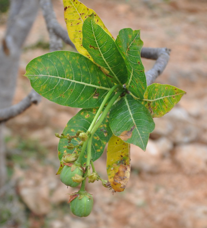 Image of Jatropha unicostata specimen.