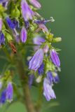 Campanula bononiensis. Часть соцветия больного растения. Ростовская обл., Аксайский р-н, окр. хут. Александровка. 20.07.2013.