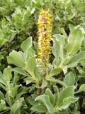 Salix lanata