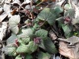 Lamium purpureum. Перезимовавшие побеги. Украина, г. Киев, лес на восточной окраине. 21.02.2014.