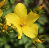 Linum flavum