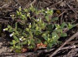 Cerastium pseudobulgaricum