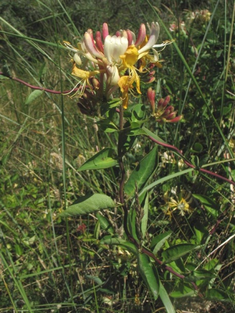 Изображение особи Lonicera periclymenum.