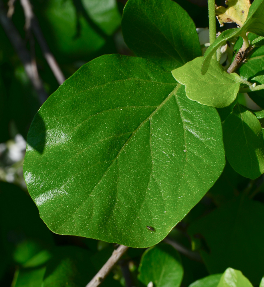 Image of Styrax officinalis specimen.