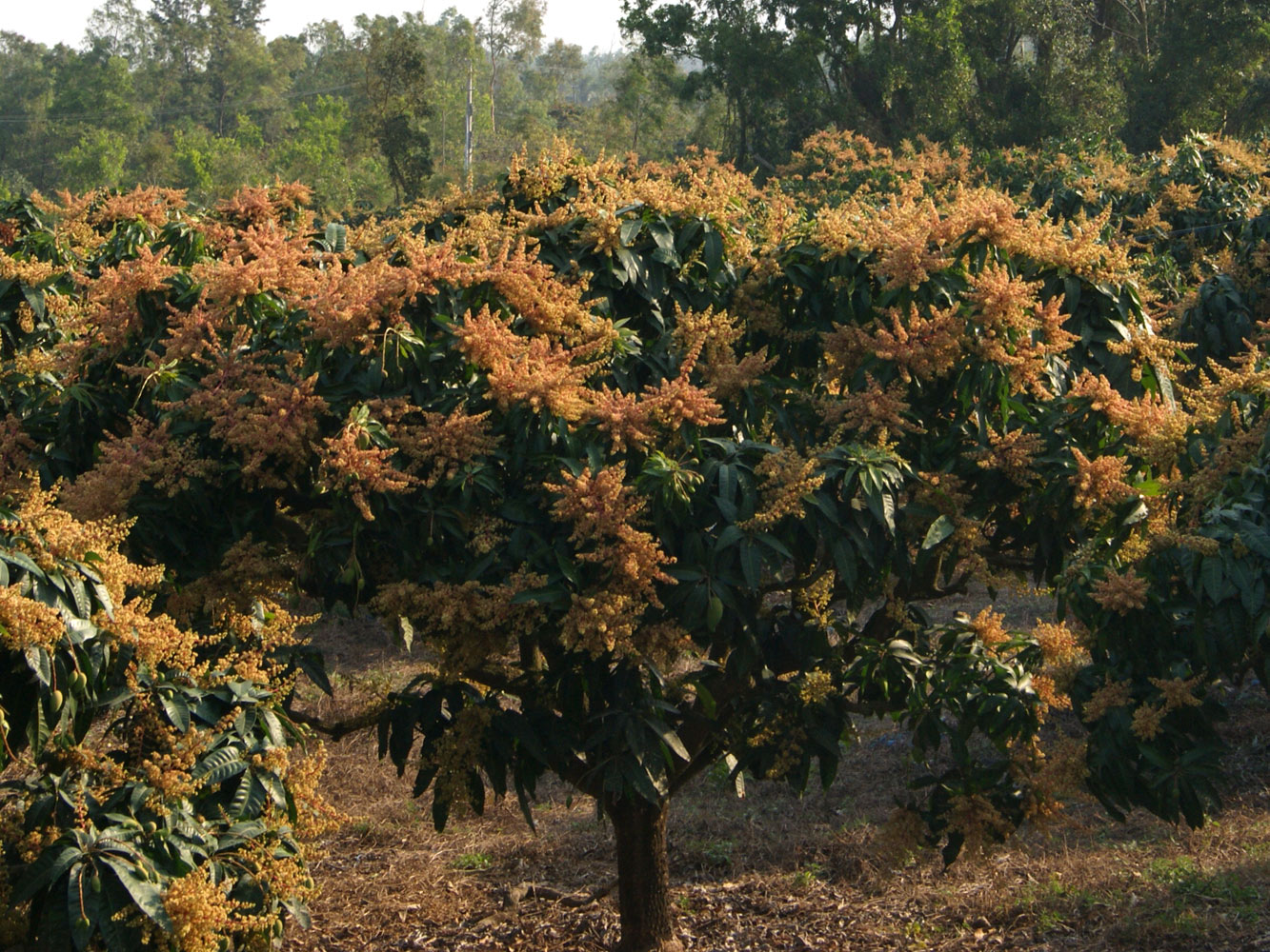 Изображение особи Mangifera indica .