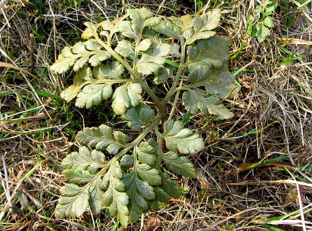 Image of Botrychium robustum specimen.