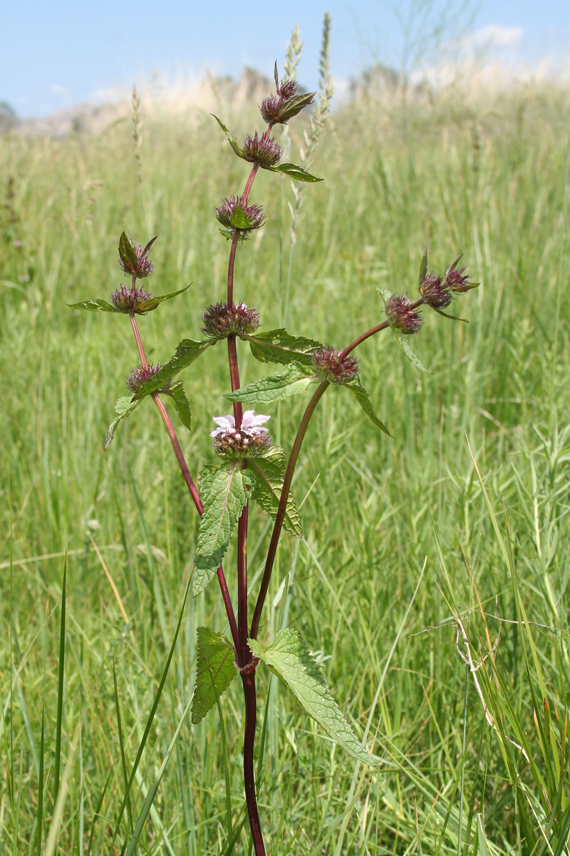 Изображение особи Phlomoides tuberosa.