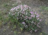 Onobrychis cornuta