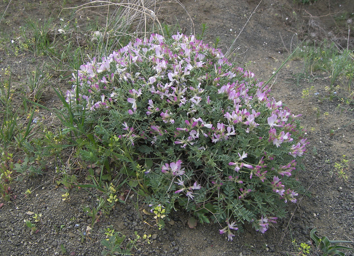 Изображение особи Onobrychis cornuta.