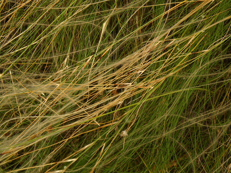 Image of Stipa ucrainica specimen.