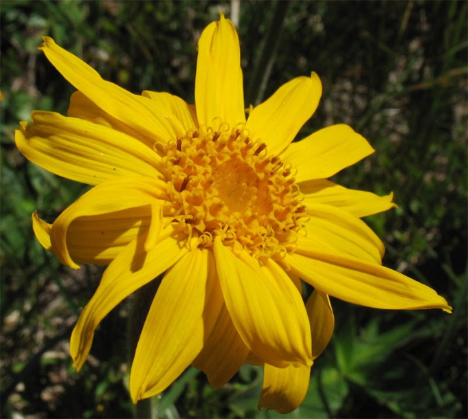 Image of Arnica montana specimen.