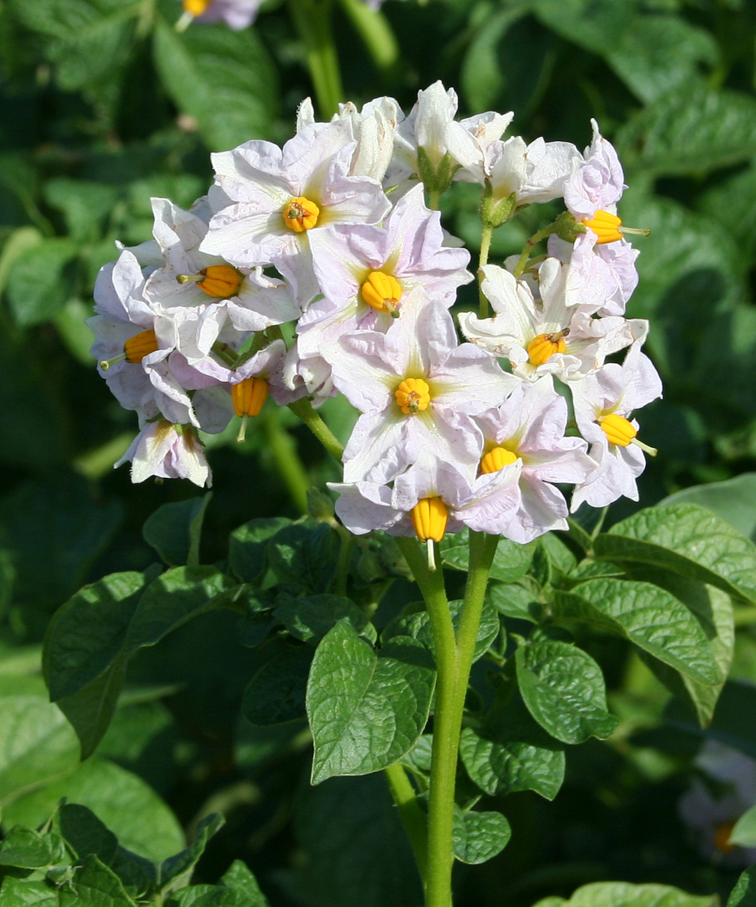 Изображение особи Solanum tuberosum.