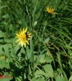 Tragopogon podolicus