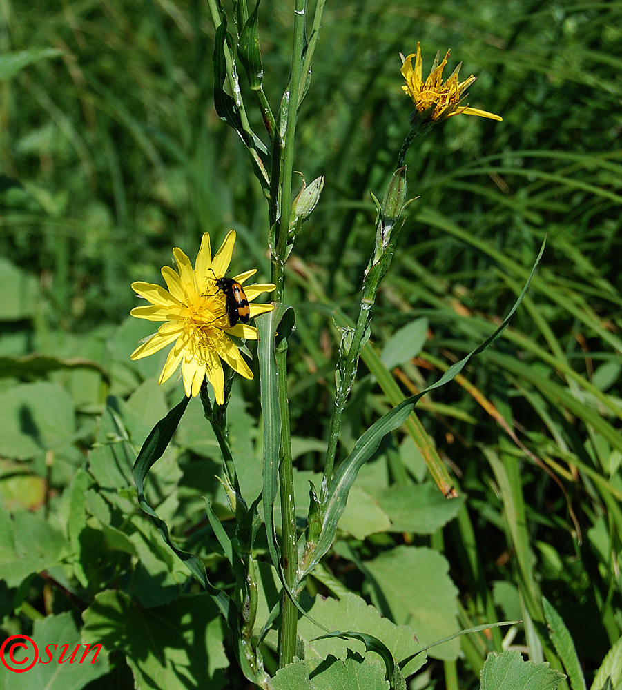 Image of Tragopogon podolicus specimen.