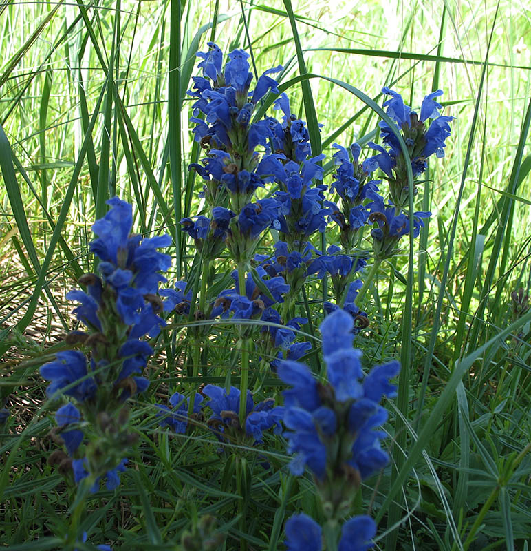 Изображение особи Dracocephalum ruyschiana.