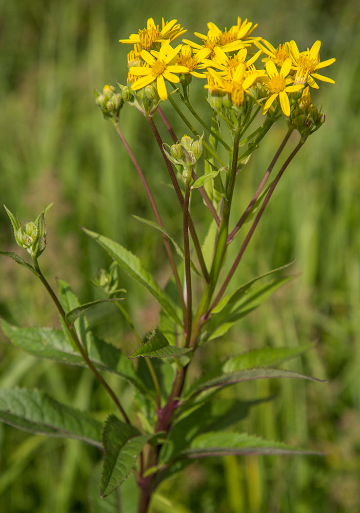 Image of Senecio nemorensis specimen.