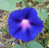 Ipomoea purpurea