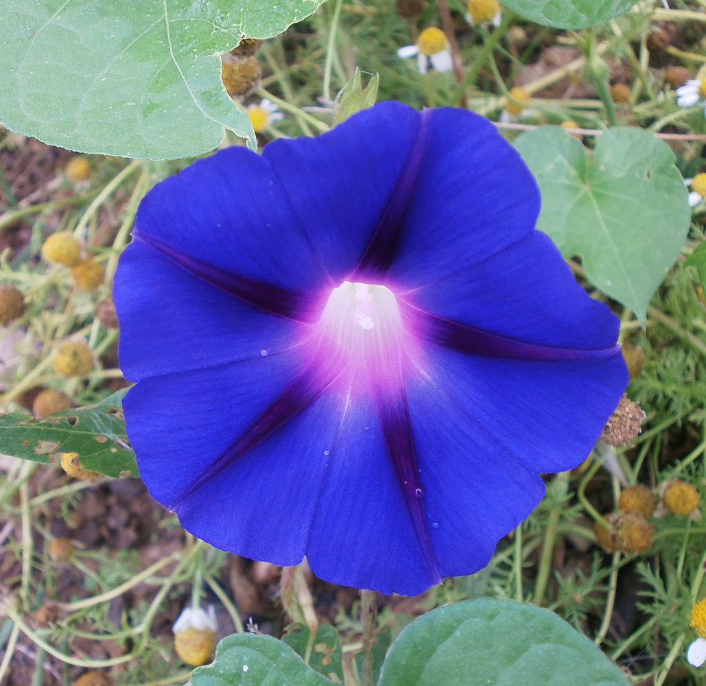 Image of Ipomoea purpurea specimen.