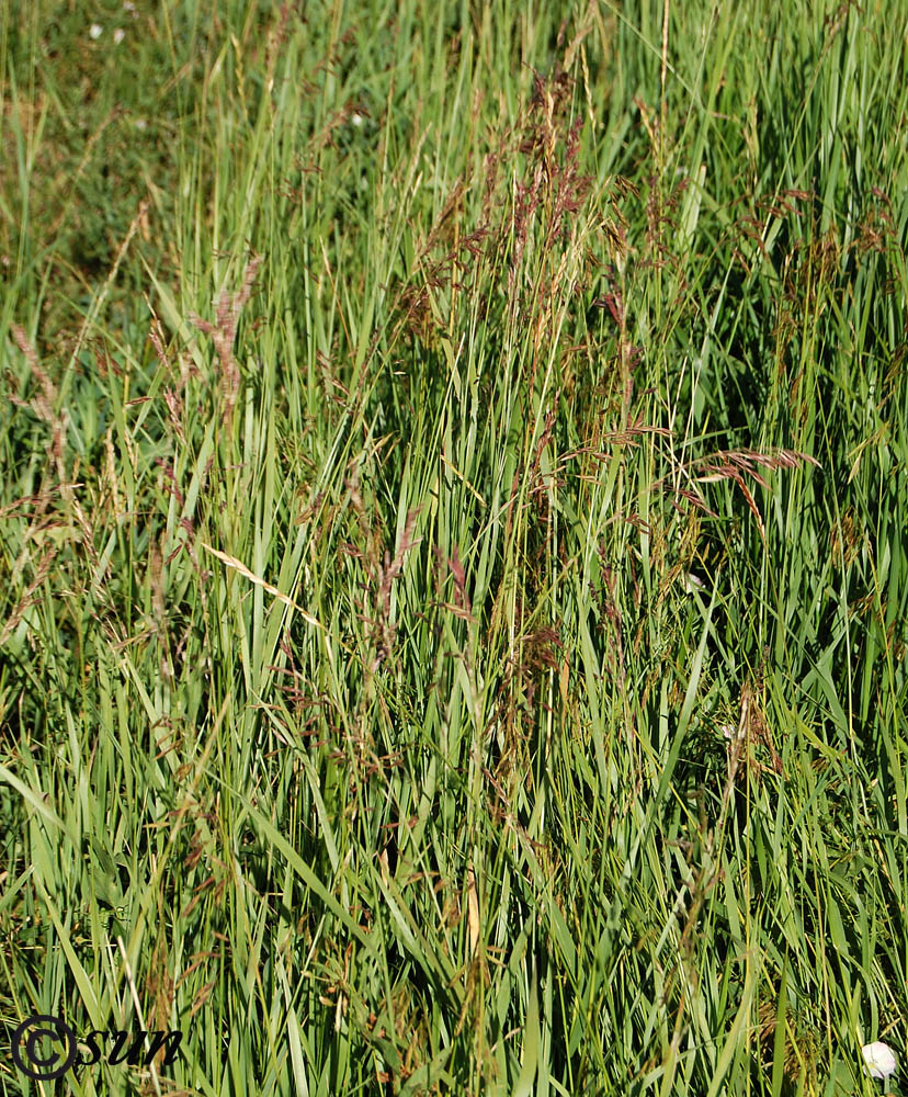 Image of Bromopsis inermis specimen.