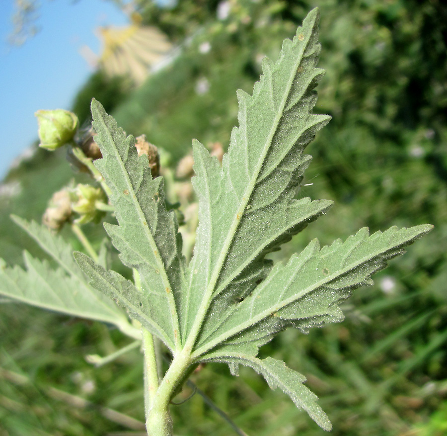 Image of Althaea armeniaca specimen.