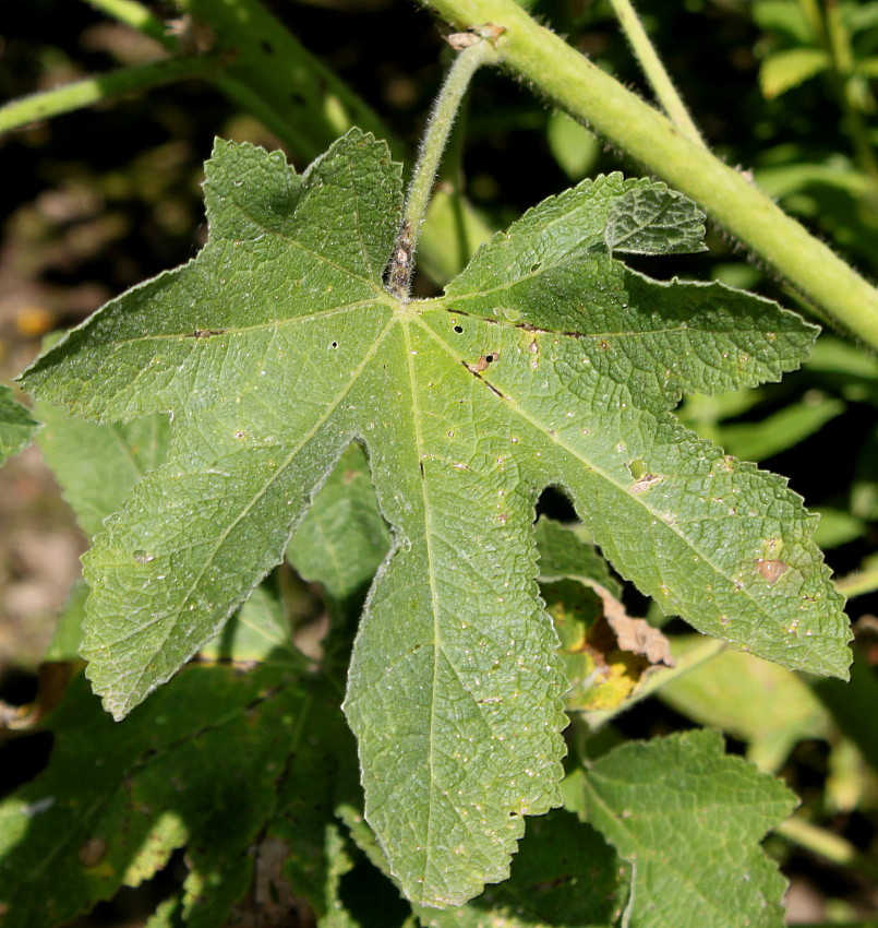 Изображение особи Alcea rosea.