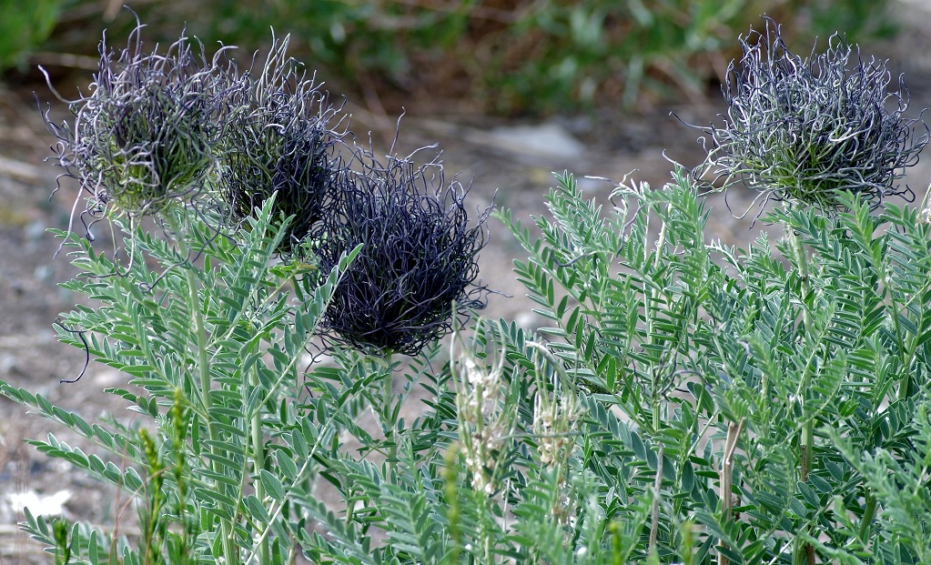 Изображение особи Pseudosophora alopecuroides.