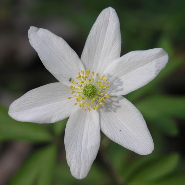 Изображение особи Anemone nemorosa.