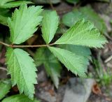 Astilbe chinensis var. davidii