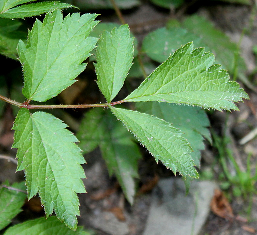 Изображение особи Astilbe chinensis var. davidii.