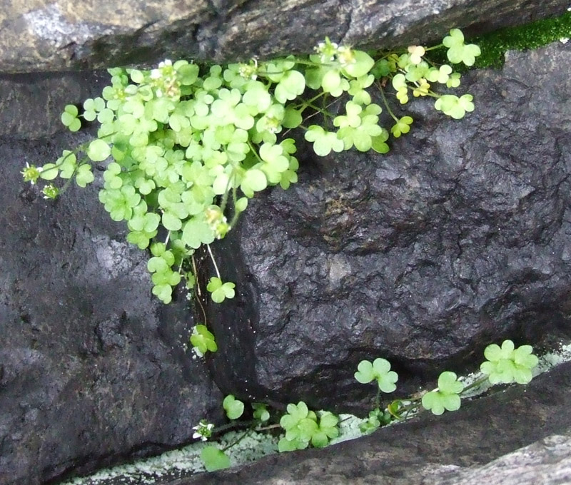 Изображение особи Saxifraga rivularis.