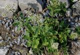 Valeriana tripteris. Цветущее растение. Германия, г. Дюссельдорф, Ботанический сад университета. 04.09.2014.