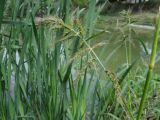 Echinochloa crus-galli