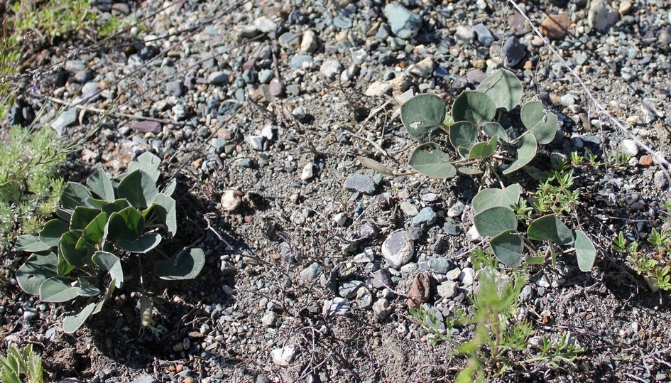 Image of Gueldenstaedtia monophylla specimen.