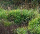 Phragmites australis. Побеги. Московская обл., Раменский р-н, окр. ж.-д. платформы Хрипань, просека под ЛЭП, обочина сырой дороги. 08.09.2014.