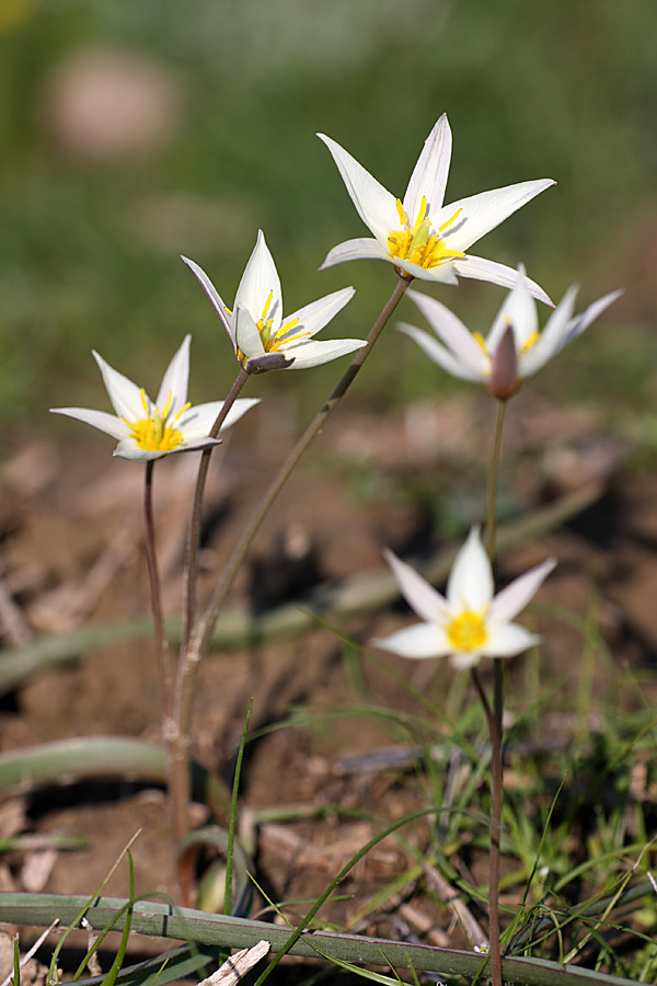 Image of Tulipa buhseana specimen.