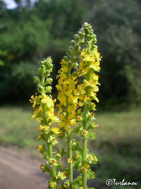 Image of Agrimonia eupatoria ssp. grandis specimen.