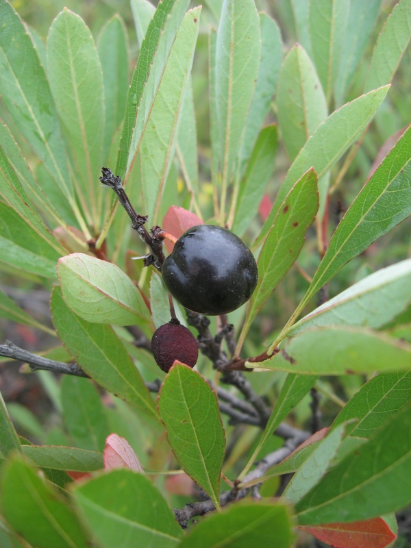 Image of Cerasus pumila specimen.