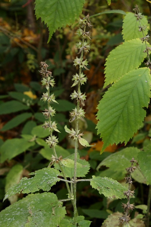 Изображение особи Stachys sylvatica.