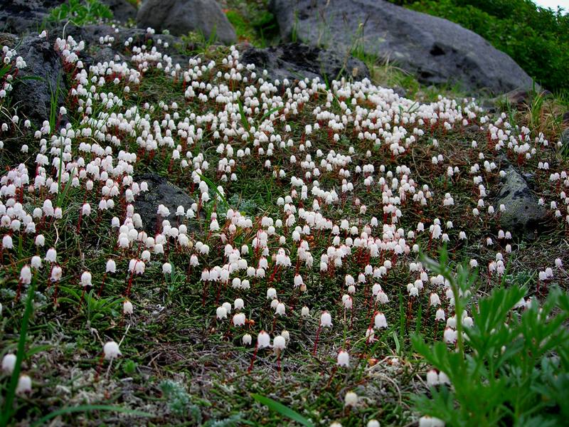 Image of Cassiope lycopodioides specimen.