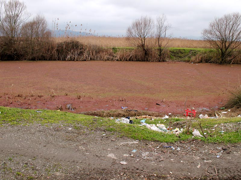 Изображение особи Azolla filiculoides.