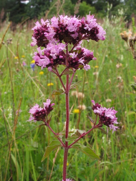 Image of Origanum vulgare specimen.