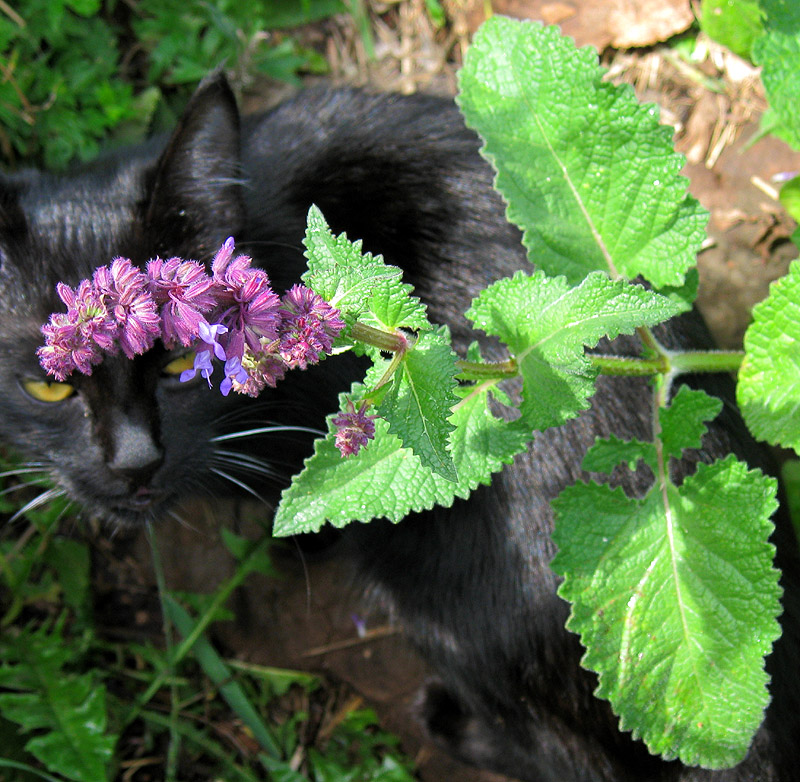 Изображение особи Salvia verticillata.