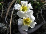 Diapensia obovata. Цветки. Иркутская обл., Бодайбинский р-н, каменистый склон гольца с островной растительностью. 18.06.2008.
