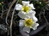 Diapensia obovata