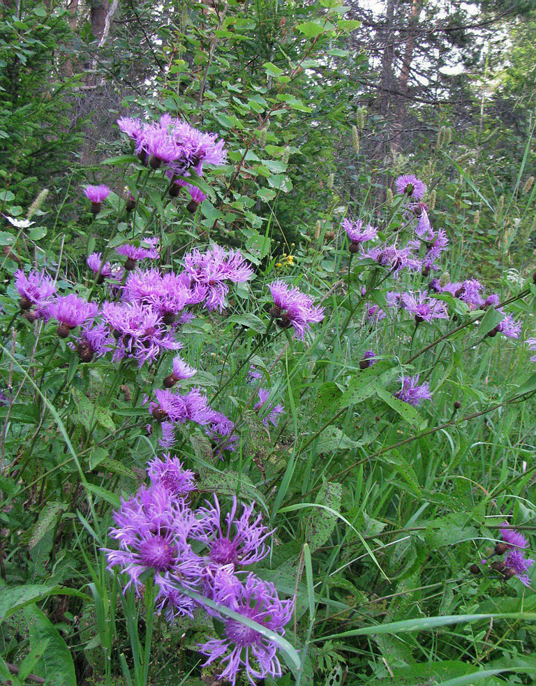Image of Centaurea jacea specimen.